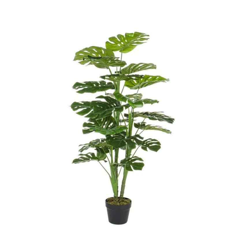 Plante philodendron h120 cm en pot 60x60