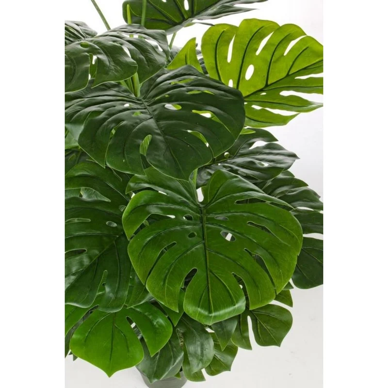 Plante philodendron h120 cm en pot 60x60
