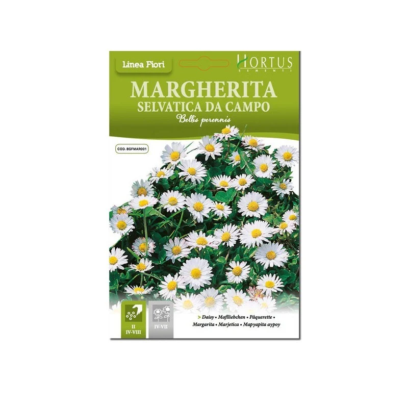 Marguerite sauvage du champ DB