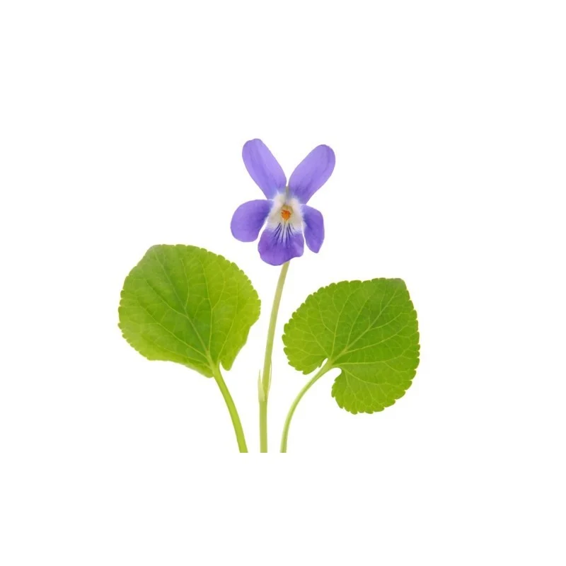Violette Douce 4 Saisons DB