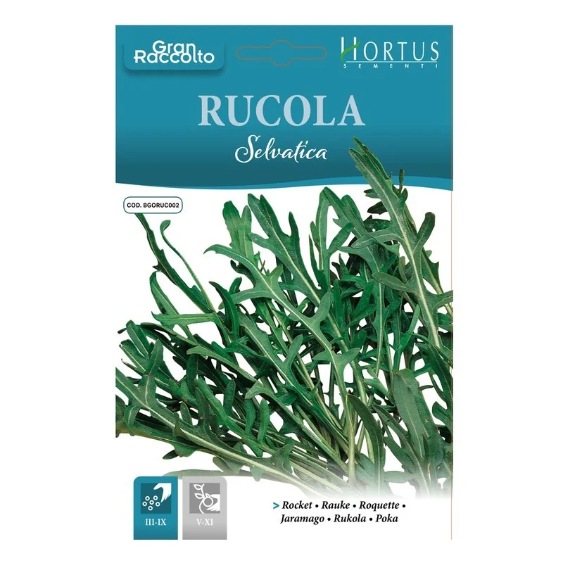 Grande récolte de roquette sauvage