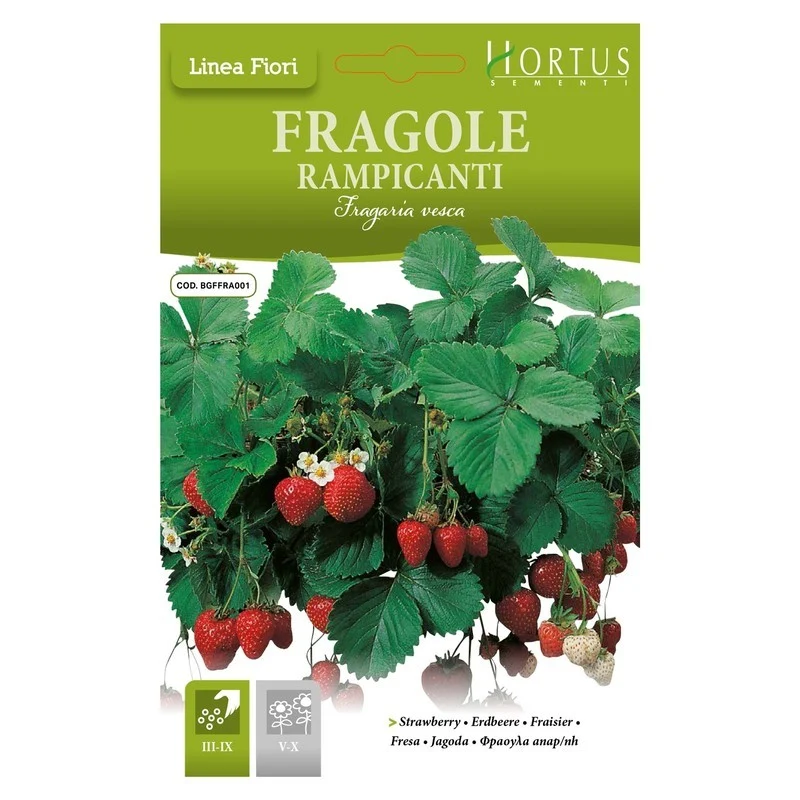 Fraises grimpantes DB
