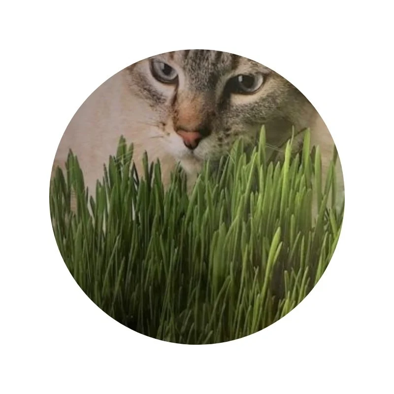 Herbe à chats AQ