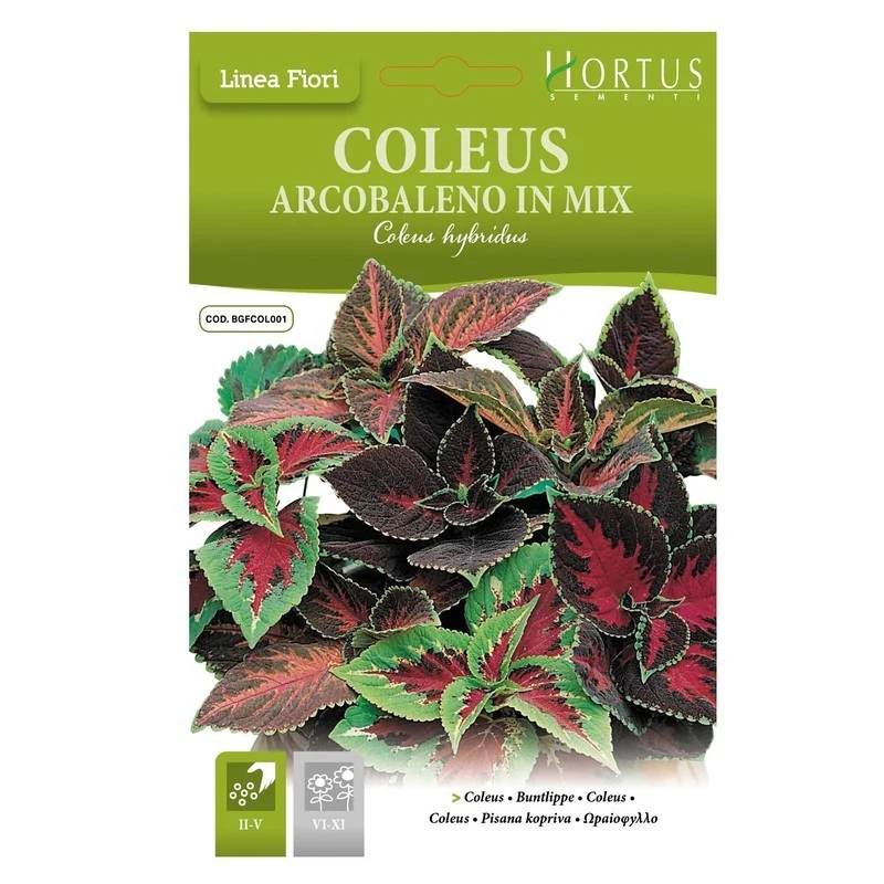 Coleus Rainbow mix DB