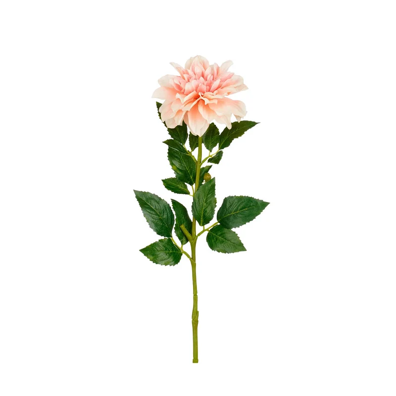 Dahlia saumon aux feuilles