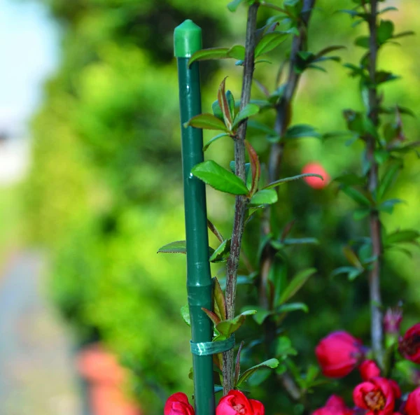 Cannes de bambou plastifiées pour support de plantes Ø 1,6-1,8 cm h 150 cm