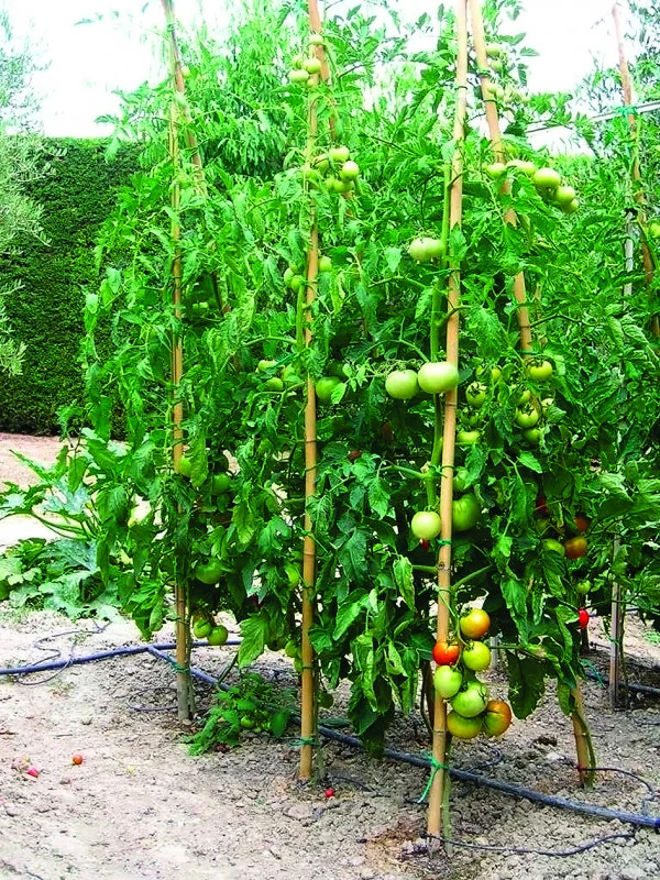 Cannes de bambou massif pour soutenir les plantes Ø 2,2-2,4 cm h 180 cm