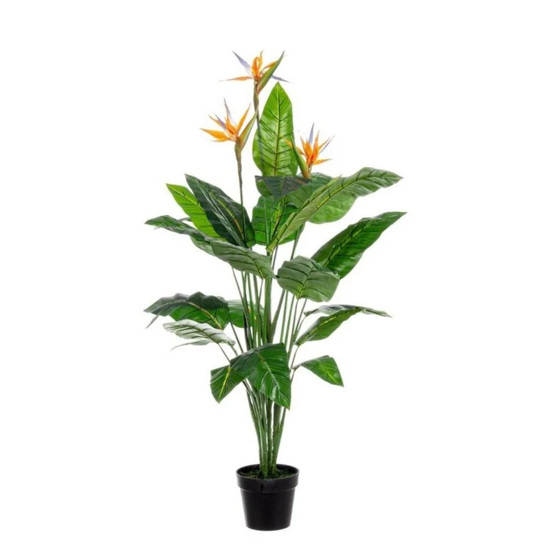 Plante Sterlitzia h150 x 70x70 cm