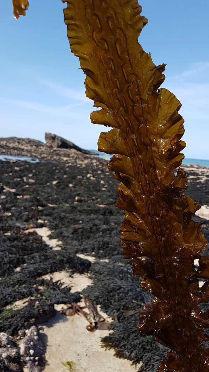 Calypso 1kg