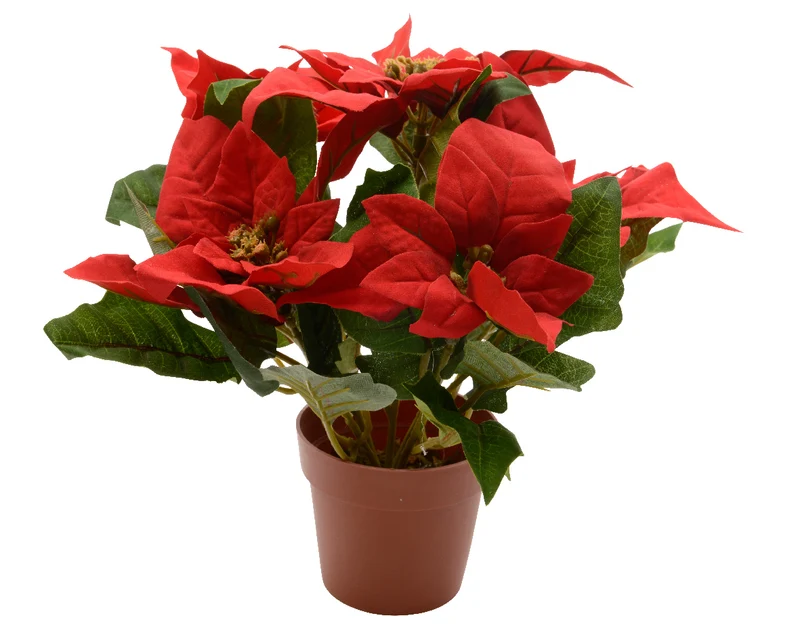 Poinsettia rouge en pot h. 27 cm